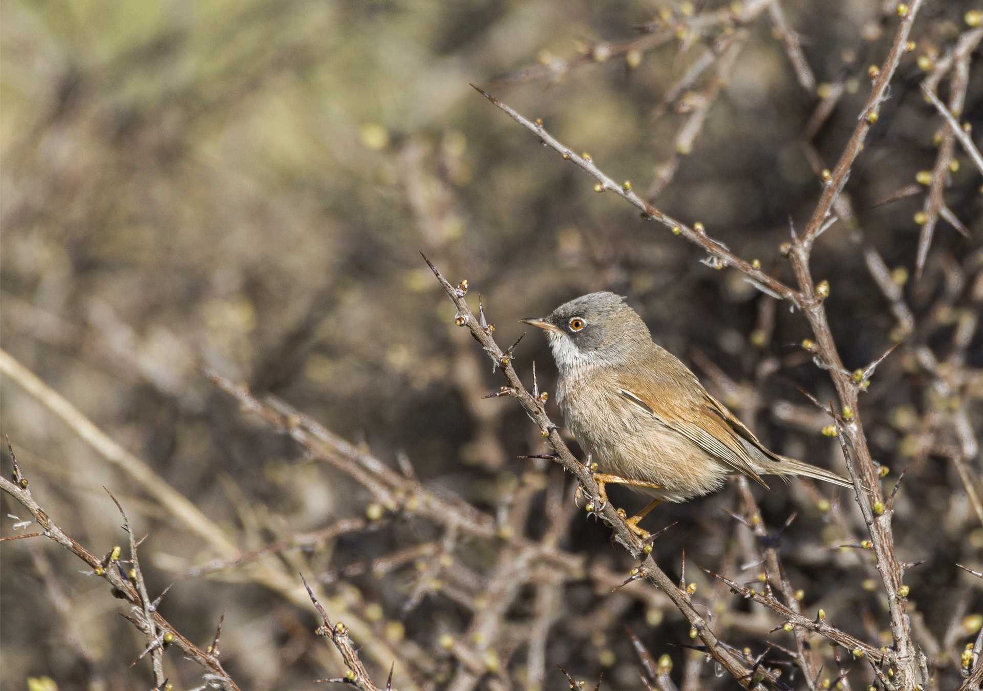 Spectacled Warbler